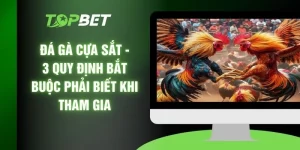 Đá Gà Cựa Sắt - 3 Quy Định Bắt Buộc Phải Biết Khi Tham Gia