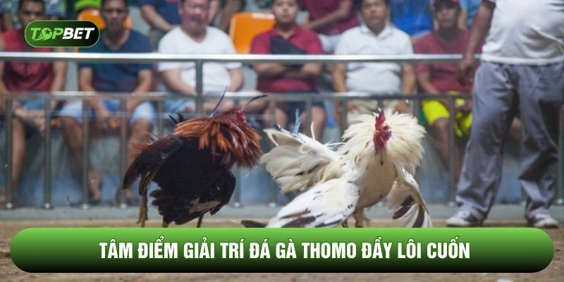 Tâm điểm giải trí đá gà Thomo đầy lôi cuốn