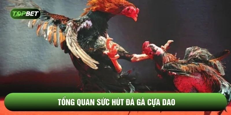 Tổng quan sức hút đá gà cựa dao
